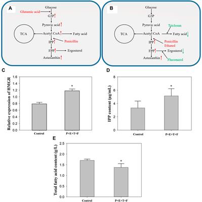 Effectively Improve the Astaxanthin Production by Combined Additives Regulating Different Metabolic Nodes in Phaffia rhodozyma